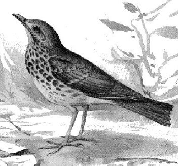 Énekes rigó - Turdus philomelos